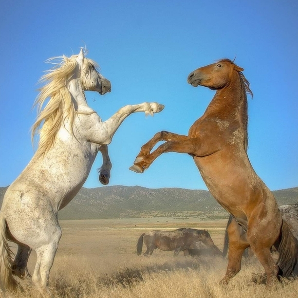 Meet your Posher, Lissa - Picture 5 of 6